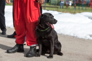 Assistance dog. Black Labrador Retriever.